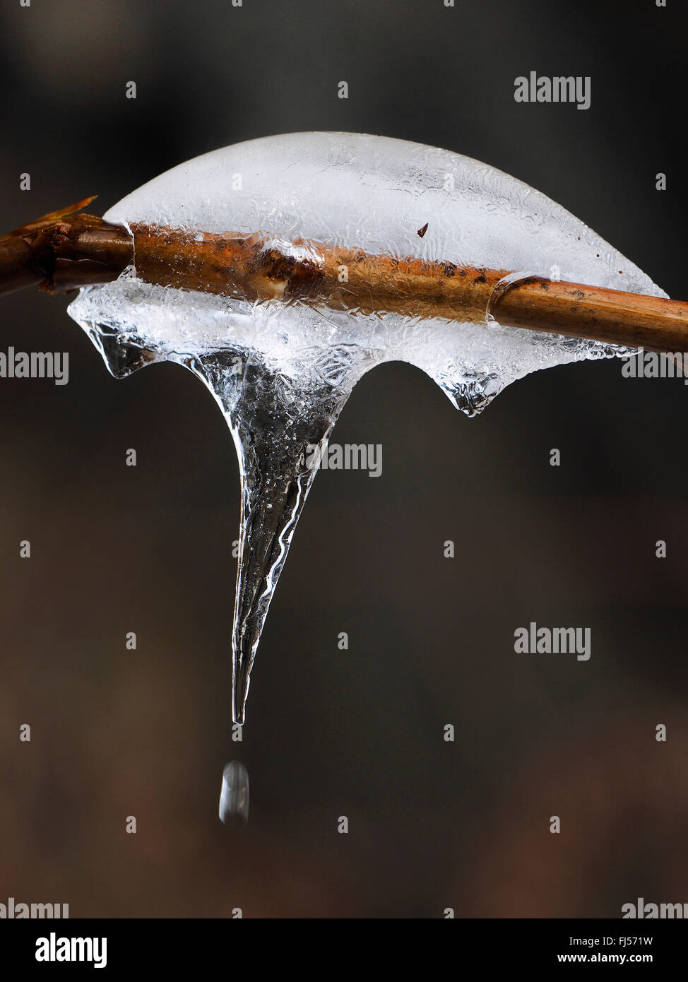 gefrorene Zweig mit Eiszapfen- and -Drop, Italien, Aosta Stockfoto