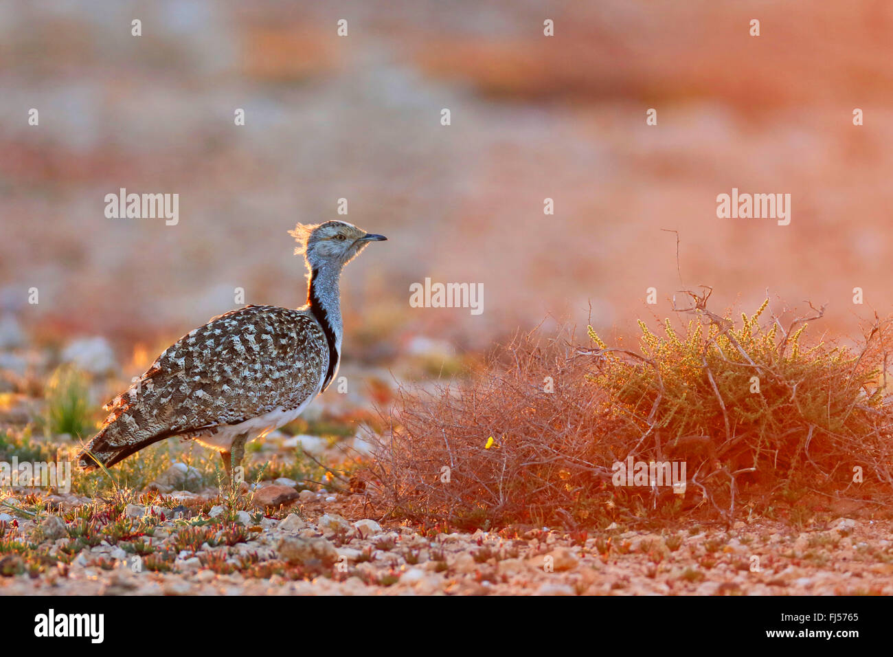 Houbara Trappe (Chlamydotis Undulata Fuerteventurae), steht männlich in Halbwüste bei Sonnenuntergang, Kanarischen Inseln, Fuerteventura Stockfoto