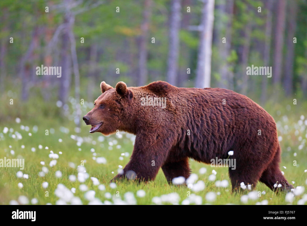 Europäischer Braunbär (Ursus Arctos Arctos), zu Fuß in einen Sumpf mit Wollgras, Finnland, Vartius Stockfoto