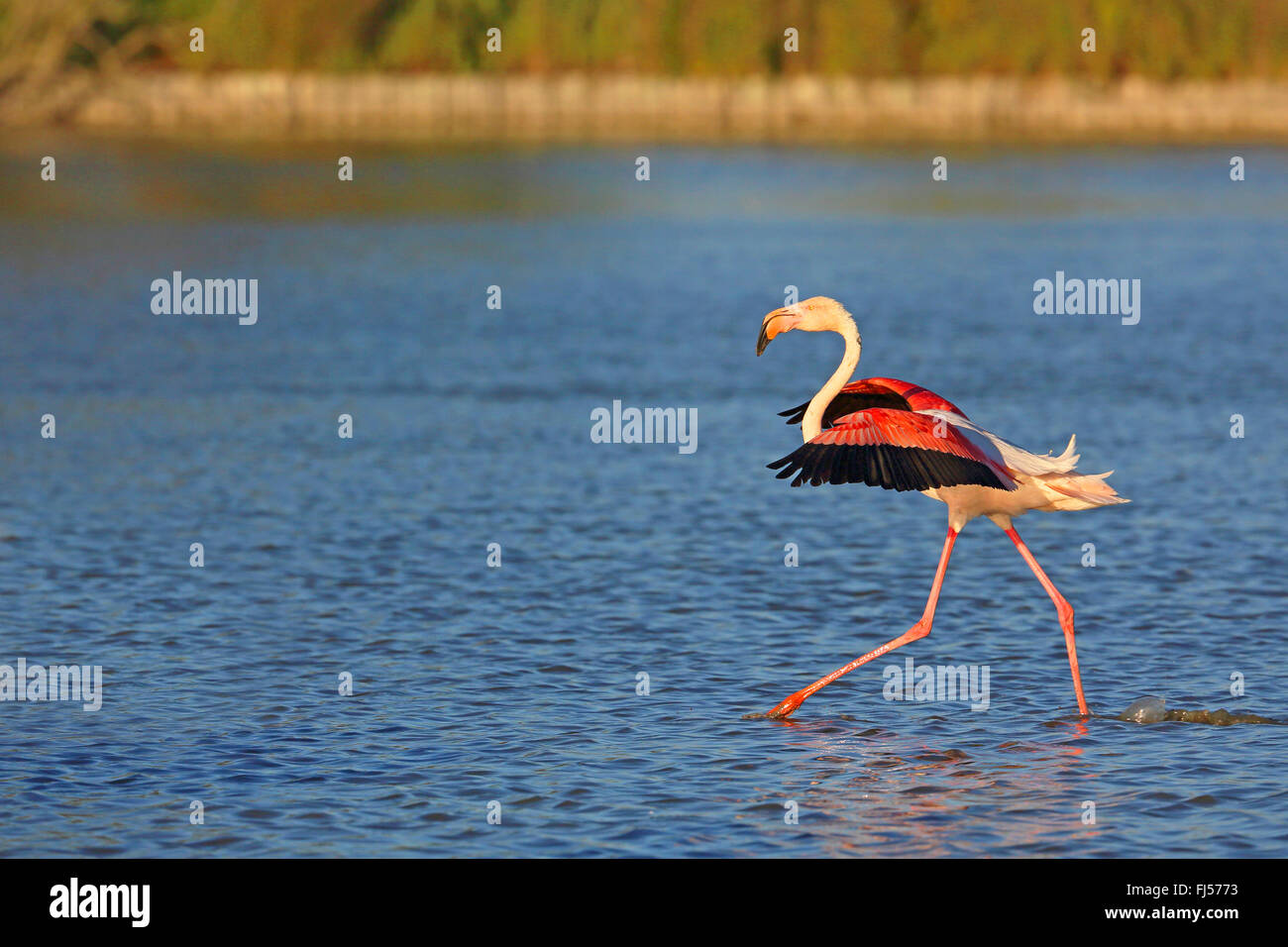 Rosaflamingo (Phoenicopterus Roseus, Phoenicopterus Ruber Roseus), Wandern im flachen Wasser, Seitenansicht, Frankreich, Camargue Stockfoto