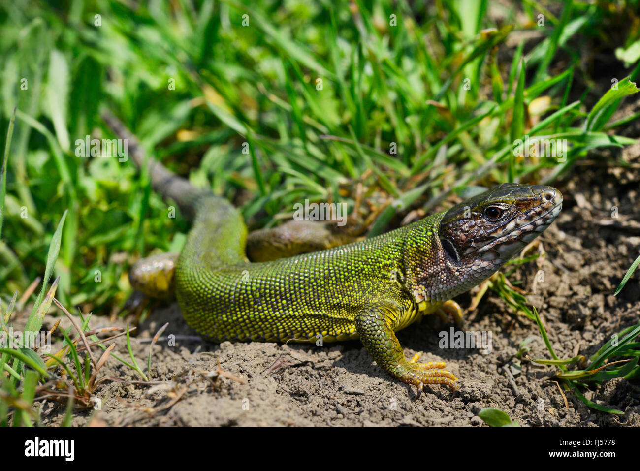 Östlichen grüne Eidechse, europäische grüne Eidechse, Smaragd Eidechse (Lacerta Viridis, Lacerta Viridis Viridis), Weiblich, Rumänien, Moldau Stockfoto