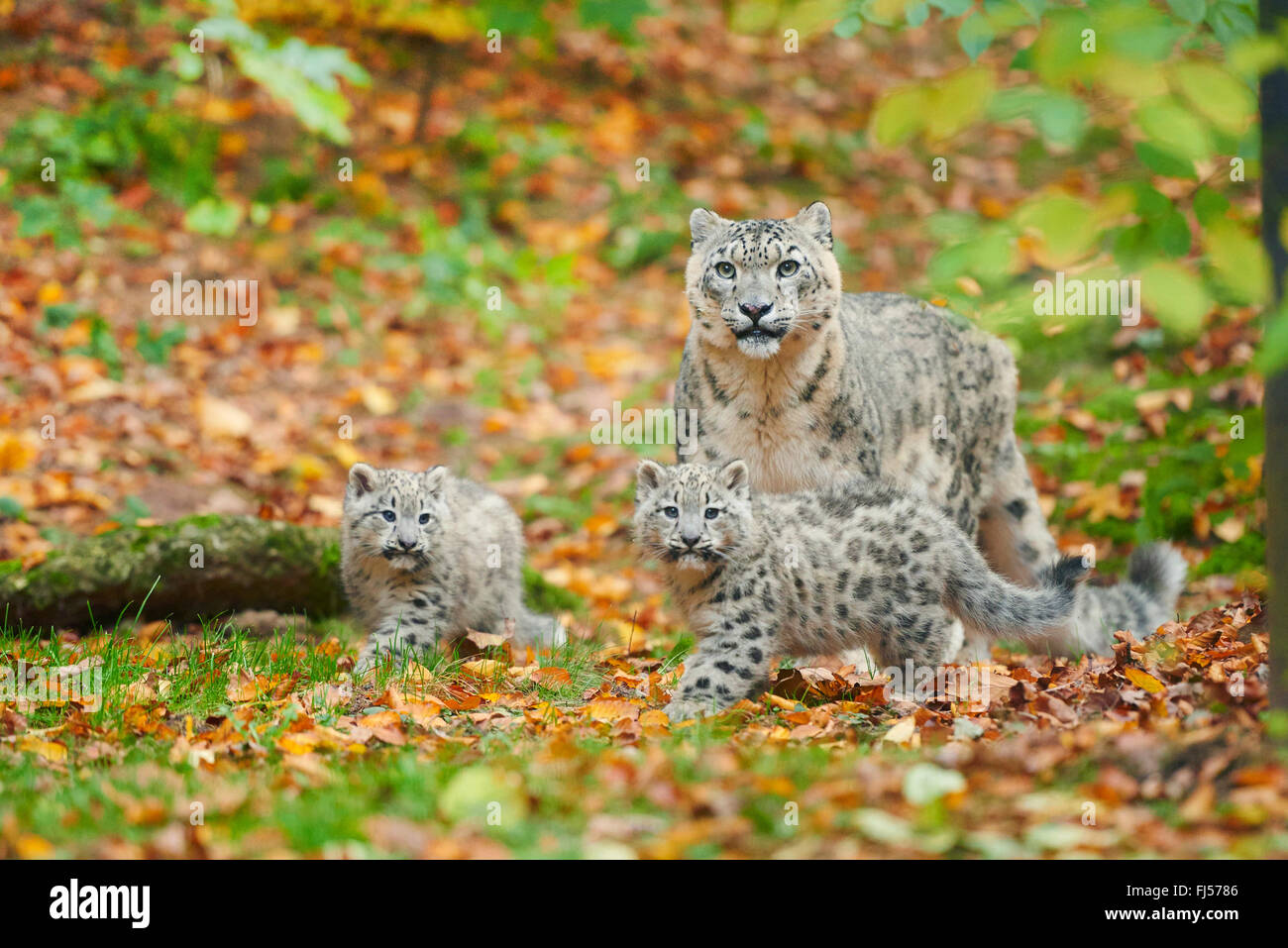 Schneeleopard (Uncia Uncia, Panthera Uncia), Leopardesses mit zwei Jugendlichen Stockfoto