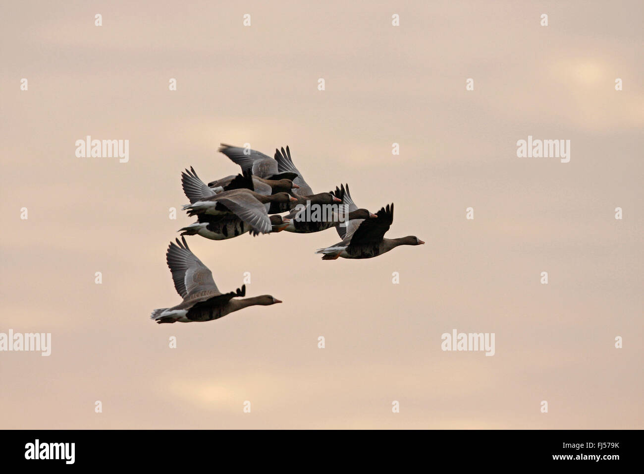 weiß – Anser Gans (Anser Albifrons), White – Blässgänse Gänse in den Himmel bei Sonnenaufgang, Deutschland, Nordrhein-Westfalen Stockfoto