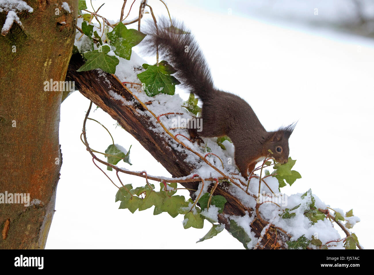 Europäische Eichhörnchen, eurasische rote Eichhörnchen (Sciurus Vulgaris), Suche nach Nahrung durch frischen Schnee auf einem Ast, Deutschland, Nordrhein-Westfalen Stockfoto