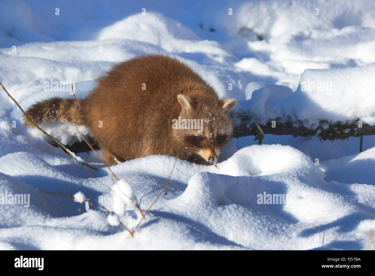 gemeinsamen Waschbär (Procyon Lotor), im Schnee, Deutschland, Nordrhein-Westfalen Stockfoto