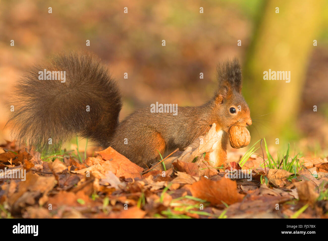 Europäische Eichhörnchen, eurasische Eichhörnchen (Sciurus Vulgaris), mit Walnuss im Mund im späten Herbst, Seitenansicht, Deutschland Stockfoto