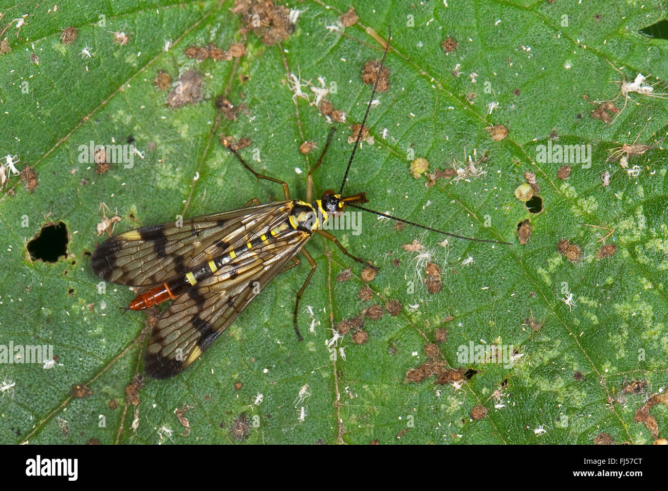 gemeinsame Scorpionfly (Panorpa Communis), Weiblich, Deutschland Stockfoto