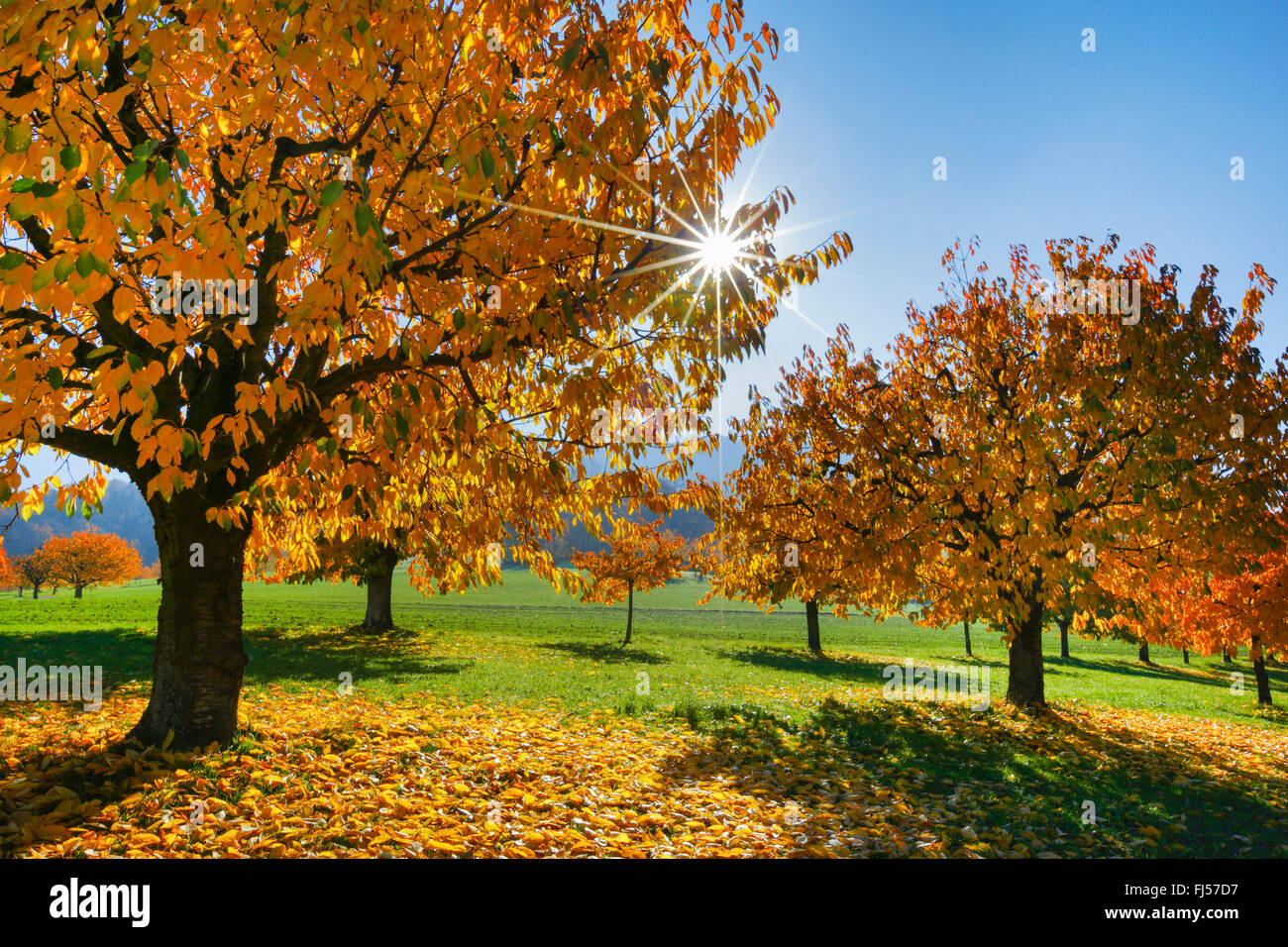 Kirschbaum, Süßkirsche (Prunus Avium), Kirsche Baum in nebelfreies, Schweiz, Basel-Landschaft Stockfoto