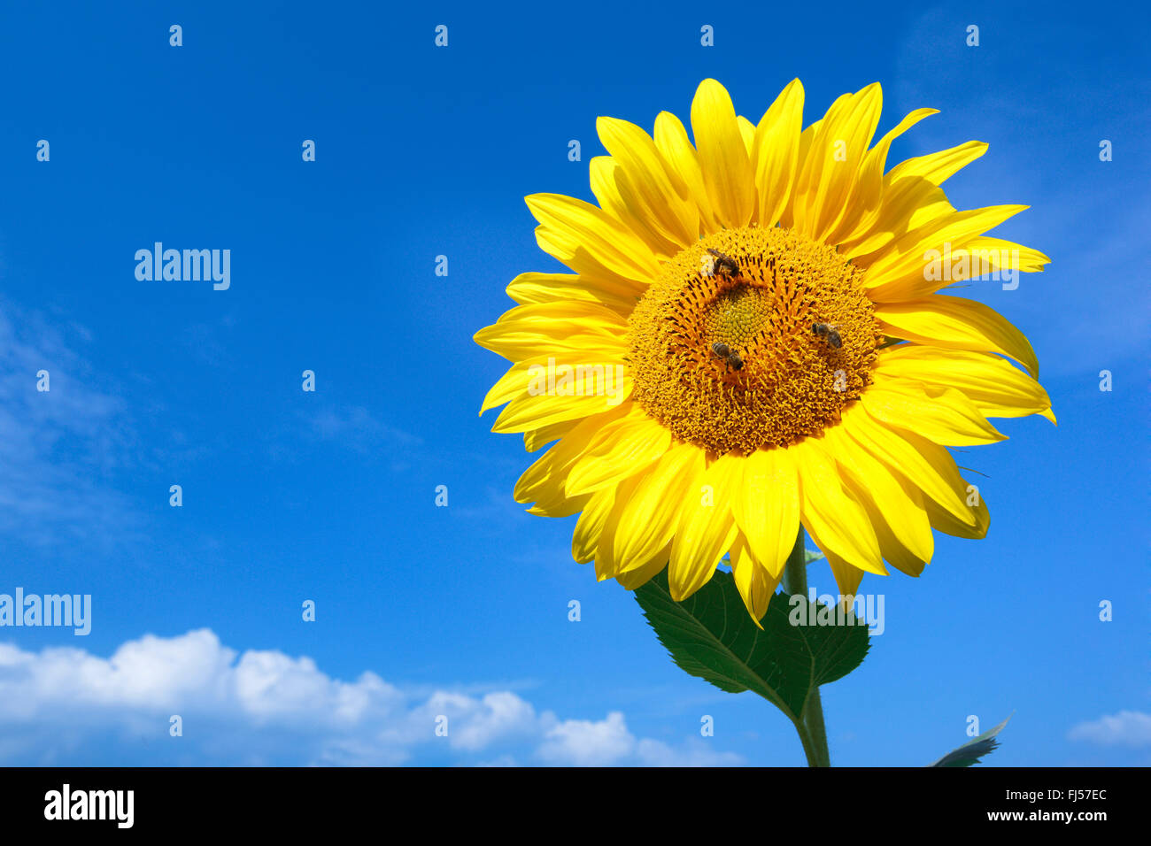 gewöhnliche Sonnenblume (Helianthus Annuus), einzelne Sonnenblume vor blauem Himmel mit drei Honigbienen, Schweiz, Zuercher Oberland Stockfoto