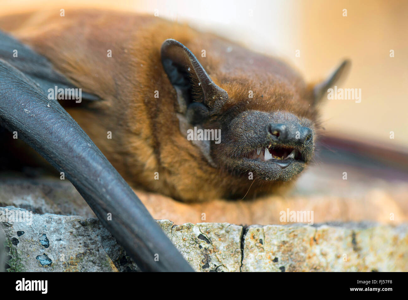 Nyctalus leisleri Fotos und Bildmaterial in hoher Auflösung Alamy