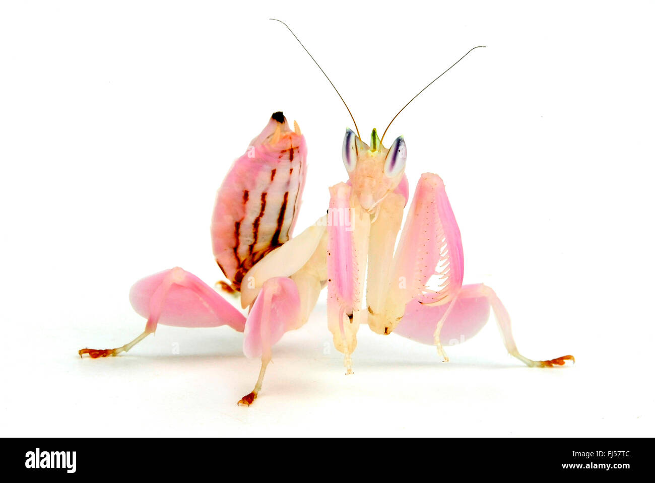 Zu Fuß Blume Gottesanbeterin, Mantis Orchid, rosa Orchideen Mantis (Hymenopus Coronatus), Mantis imitiert eine Orchidee Blume Stockfoto