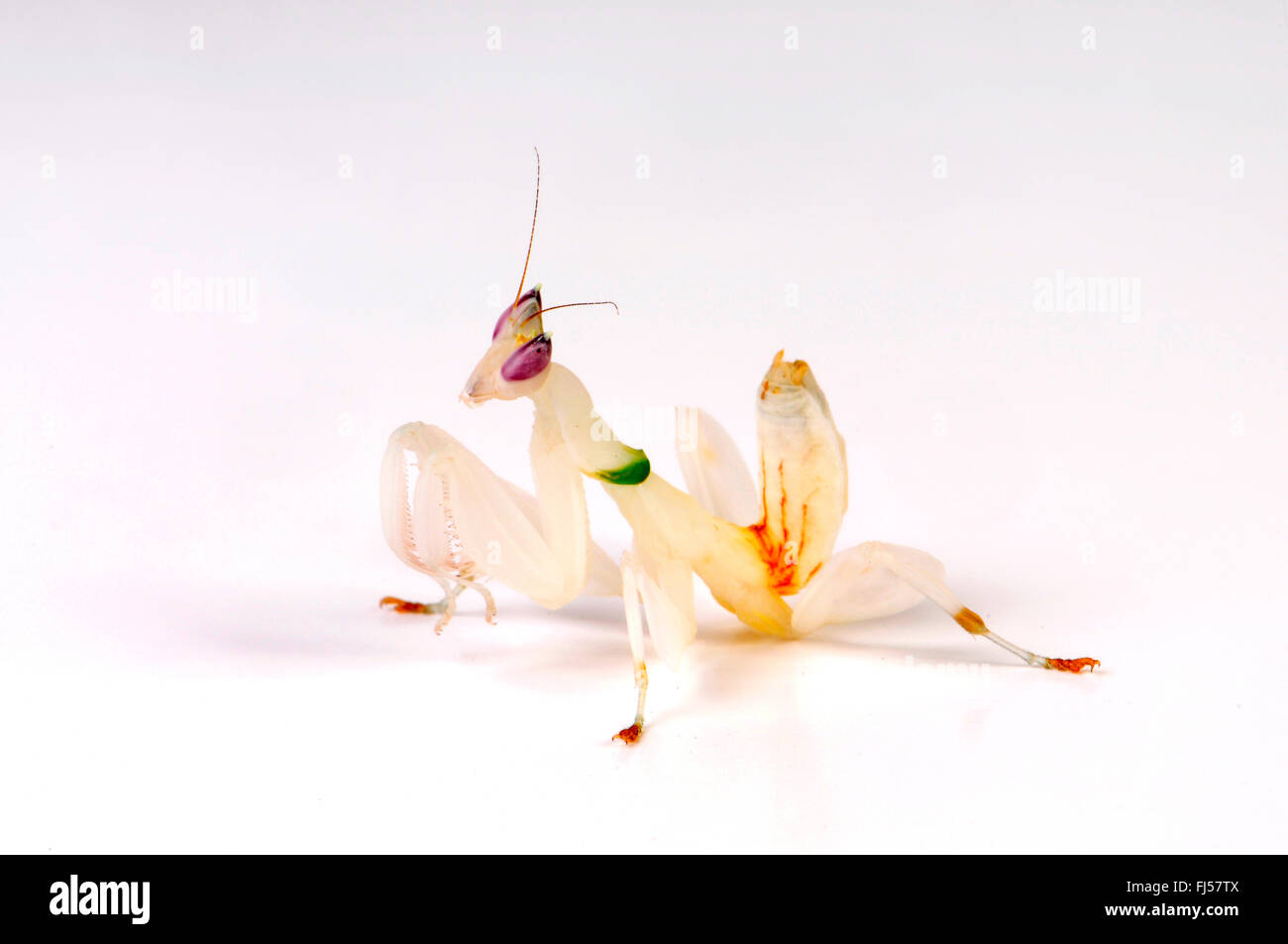 Zu Fuß Blume Gottesanbeterin, Mantis Orchid, rosa Orchideen Mantis (Hymenopus Coronatus), weiße Mantis imitiert die Blüte einer Orchidee Stockfoto