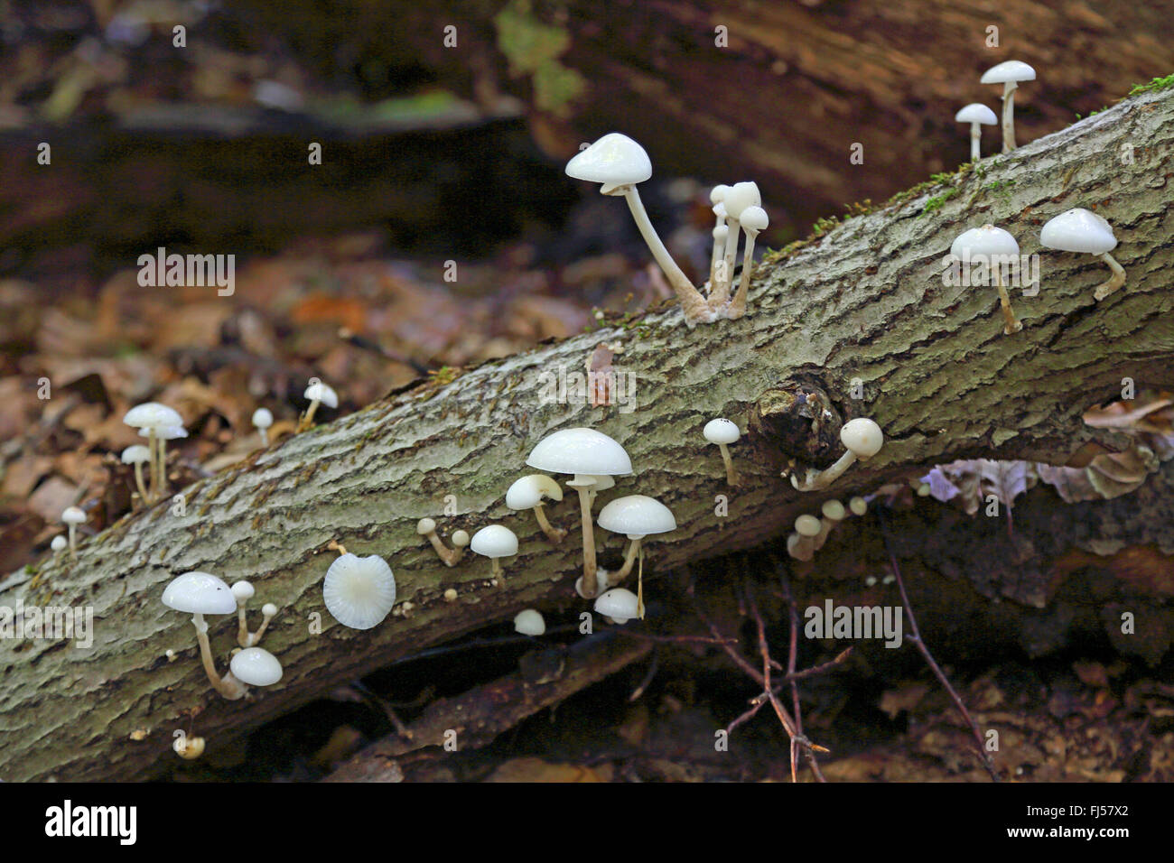 Porzellan-Pilz (Oudemansiella Mucida), Pilze auf abgestorbenem Holz, Deutschland, Mecklenburg-Vorpommern, Mueritz Nationalpark Stockfoto