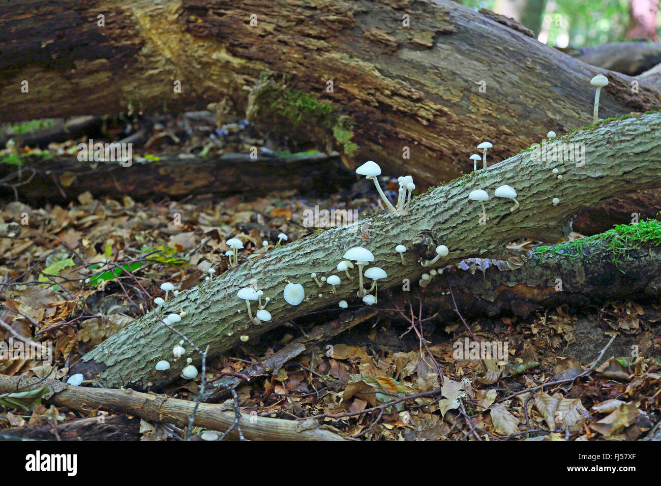 Porzellan-Pilz (Oudemansiella Mucida), Pilze auf abgestorbenem Holz, Deutschland, Mecklenburg-Vorpommern, Mueritz Nationalpark Stockfoto