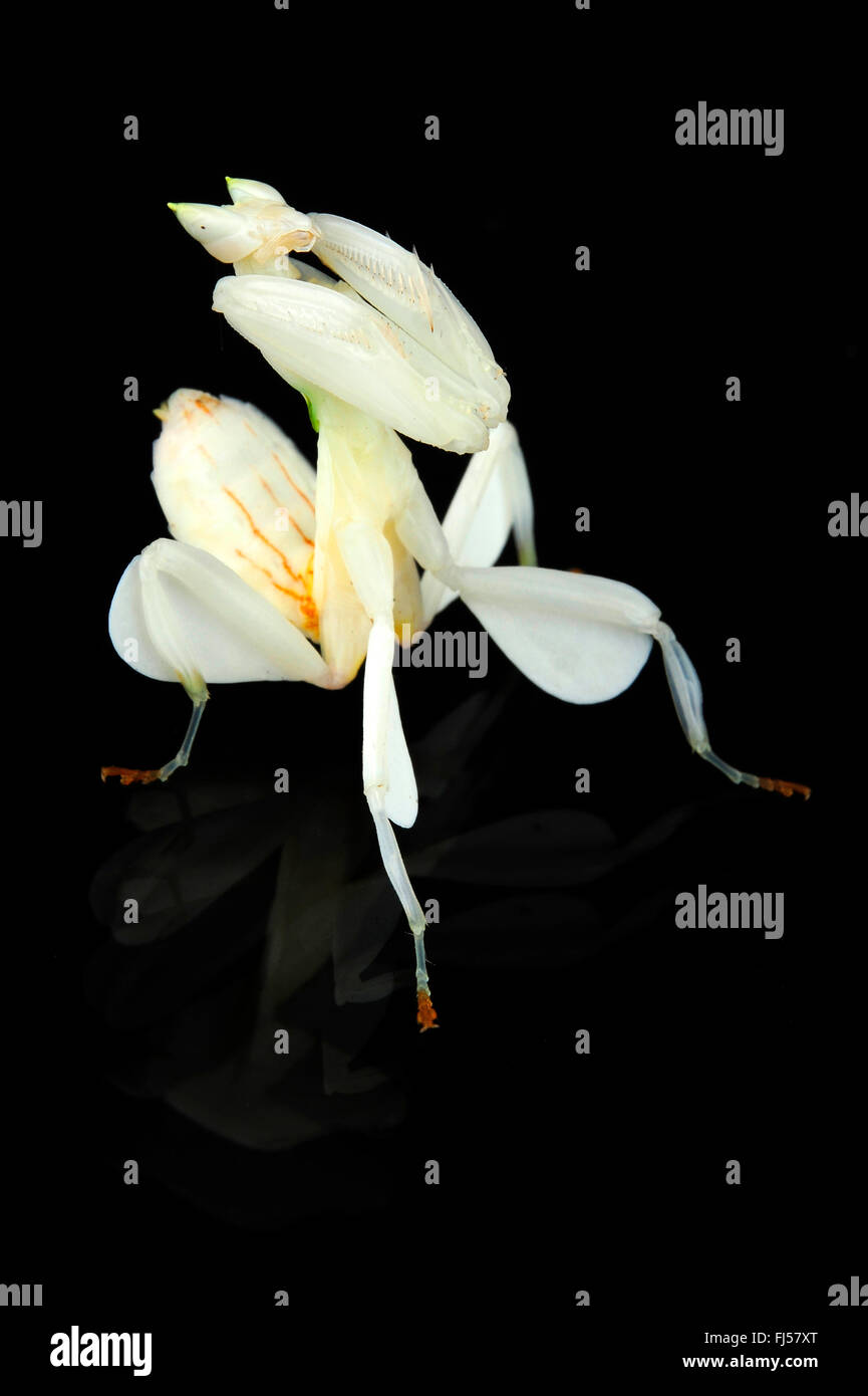 Fuß Blume Gottesanbeterin, Mantis Orchid, rosa Orchideen Mantis (Hymenopus Coronatus), weiße Mantis vor schwarzem Hintergrund Stockfoto