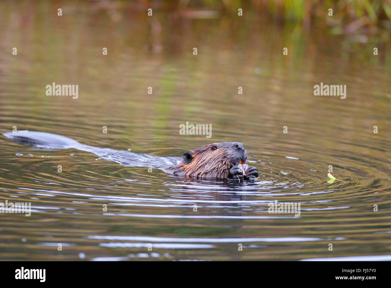 Nordamerikanische Biber, kanadische Biber (Castor Canadensis), eine Wurzel, Kanada, Algonquin Provincial Park Essen Biber schwimmen Stockfoto
