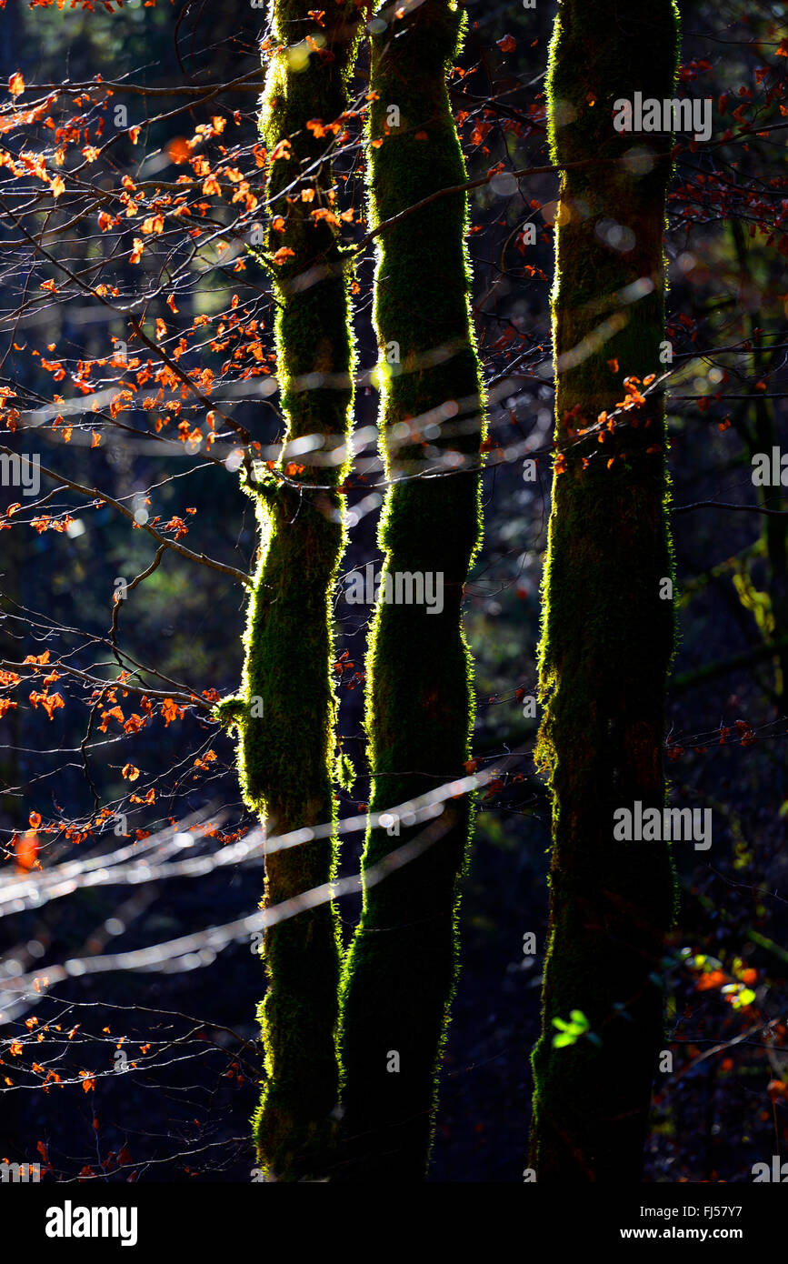 bemooste Baumstämme bei Gegenlicht, Bauges, Haute Savoie, Savoie, Frankreich Stockfoto