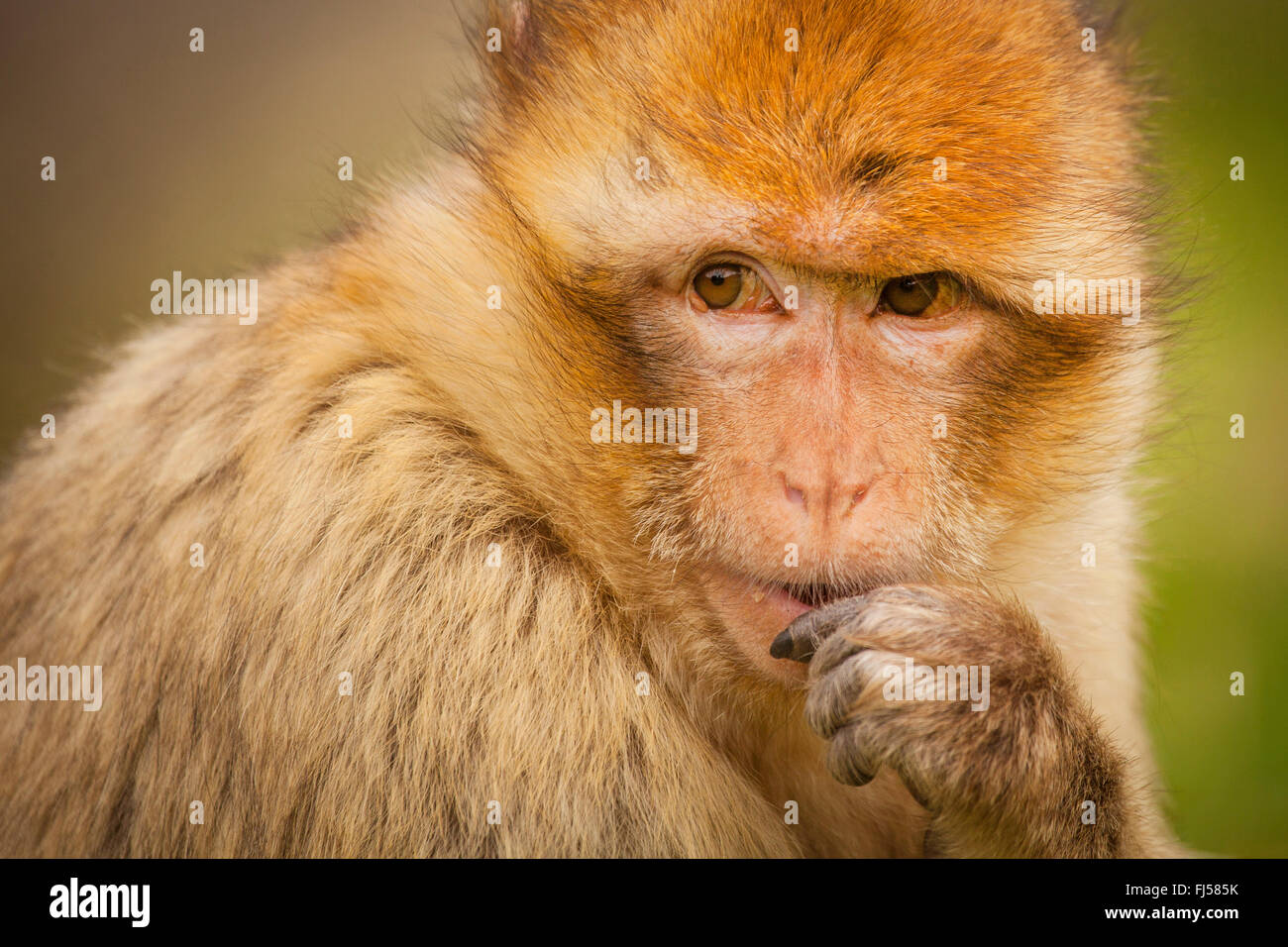 Barbary Affe, Berberaffe (Macaca Sylvanus), portrait Stockfoto