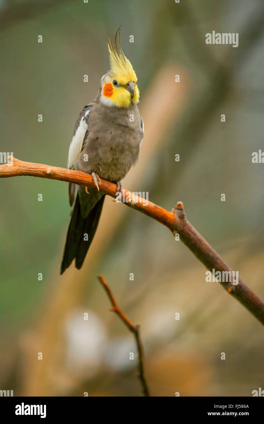 Nymphensittich (Nymphicus Hollandicus), sitzt auf einem Ast Stockfoto