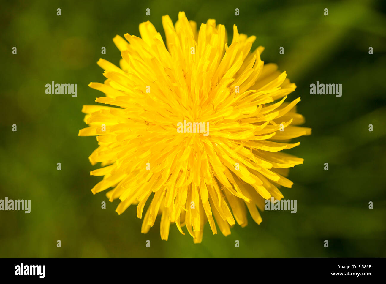 gemeinsamen Löwenzahn (Taraxacum Officinale), einzelne Blüte, Deutschland, Rheinland-Pfalz Stockfoto