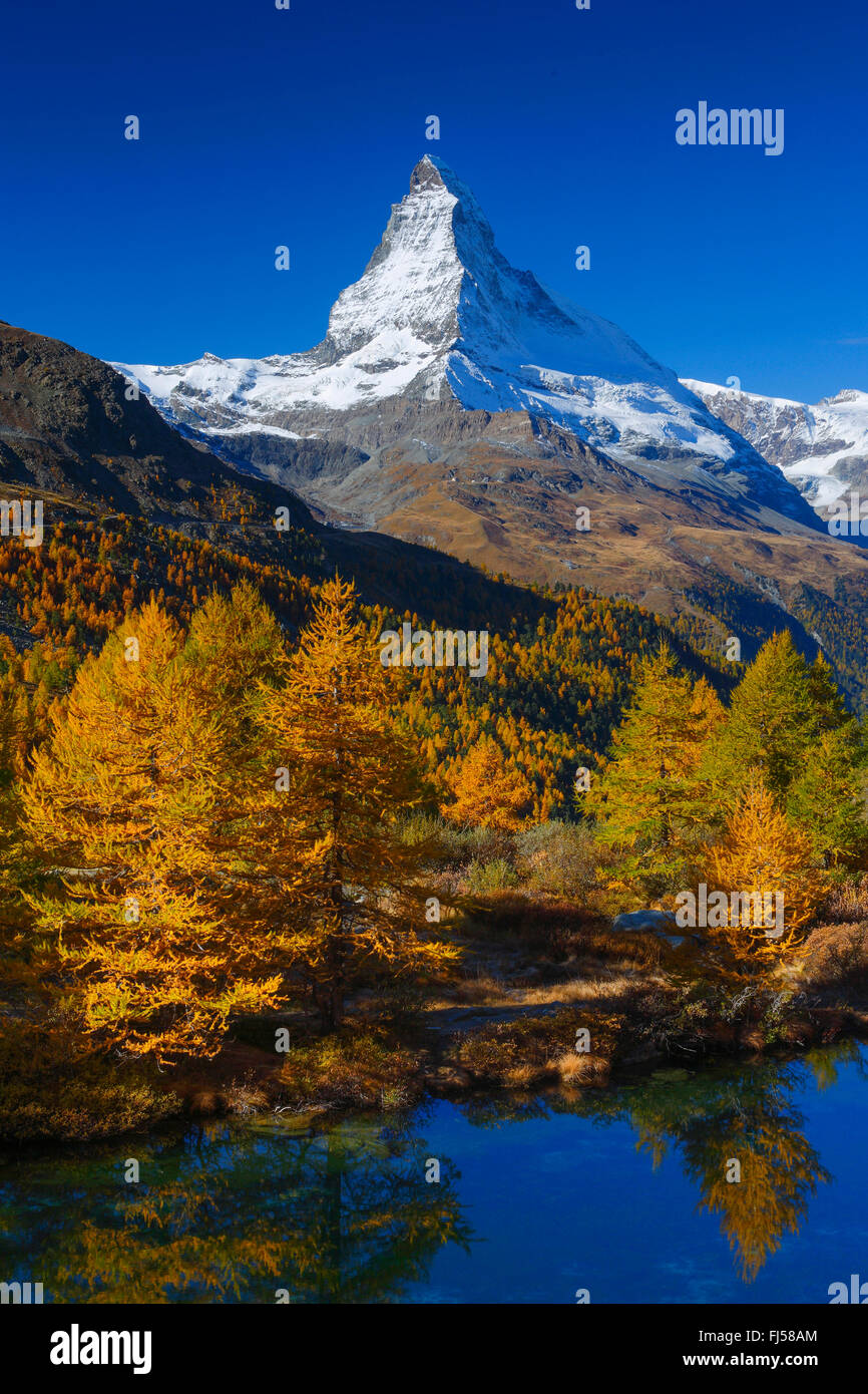 Matterhorn und Lärchen spiegeln auf See Grindji, Schweiz, Wallis Stockfoto