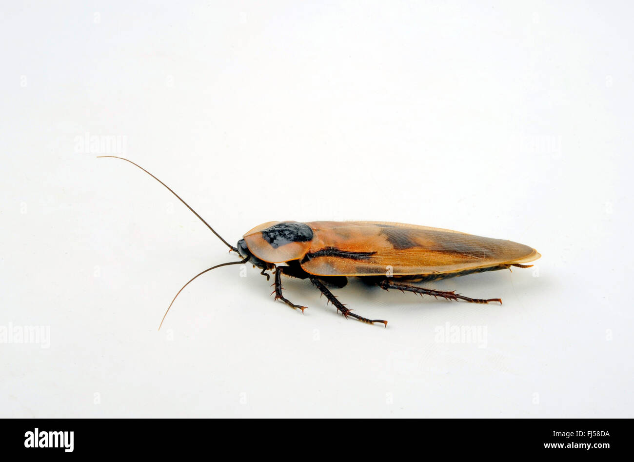 des Todes Kopf Schabe (Blaberus Craniifer), Ausschnitt Stockfoto des Todes Kopf Schabe (Blaberus Craniifer), Ausschnitt Stockfoto