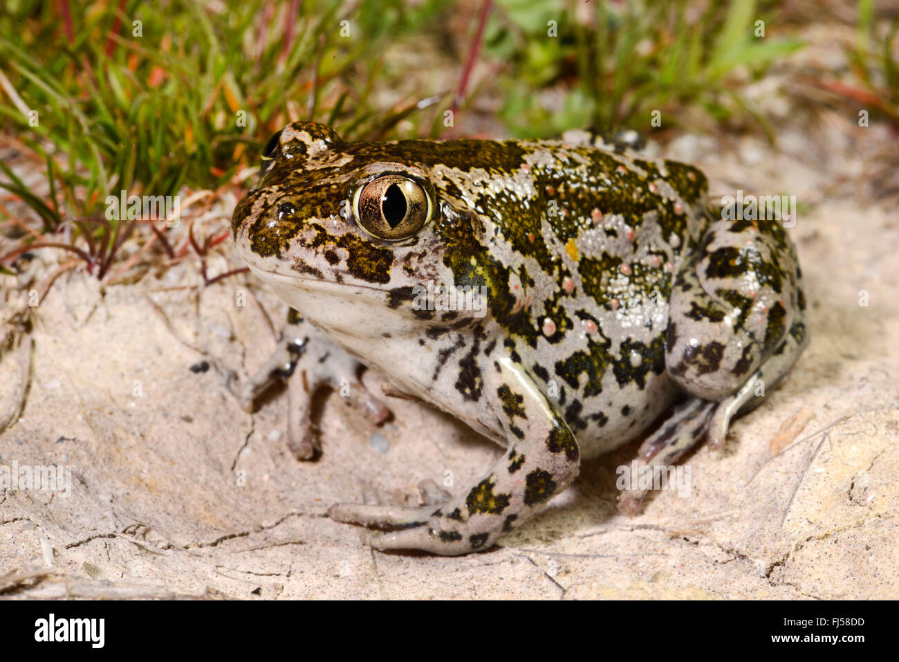 Östliche Europäische katzenähnliche, syrische katzenähnliche (Pelobates Syriacus), syrische katzenähnliche, Porträt, Rumänien, Vadu Dobrudscha, Zufüttern, Donau-Delta Stockfoto