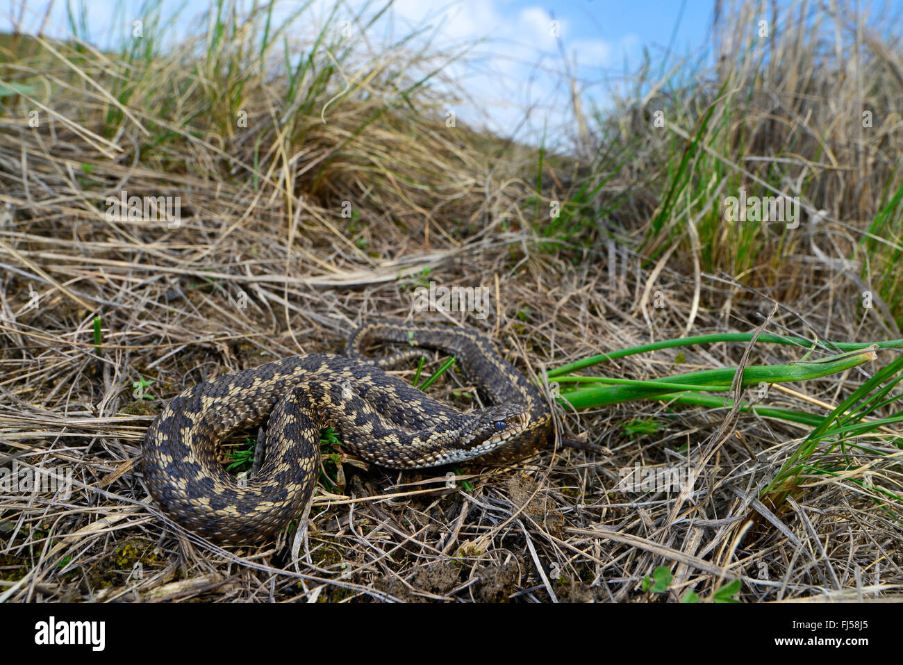 Meadow Viper, die Orsini Viper (Vipera ursinii), selten meadow Viper in die rumänische Steppe, Rumänien, Moldau, Ia&#537; Ich Stockfoto