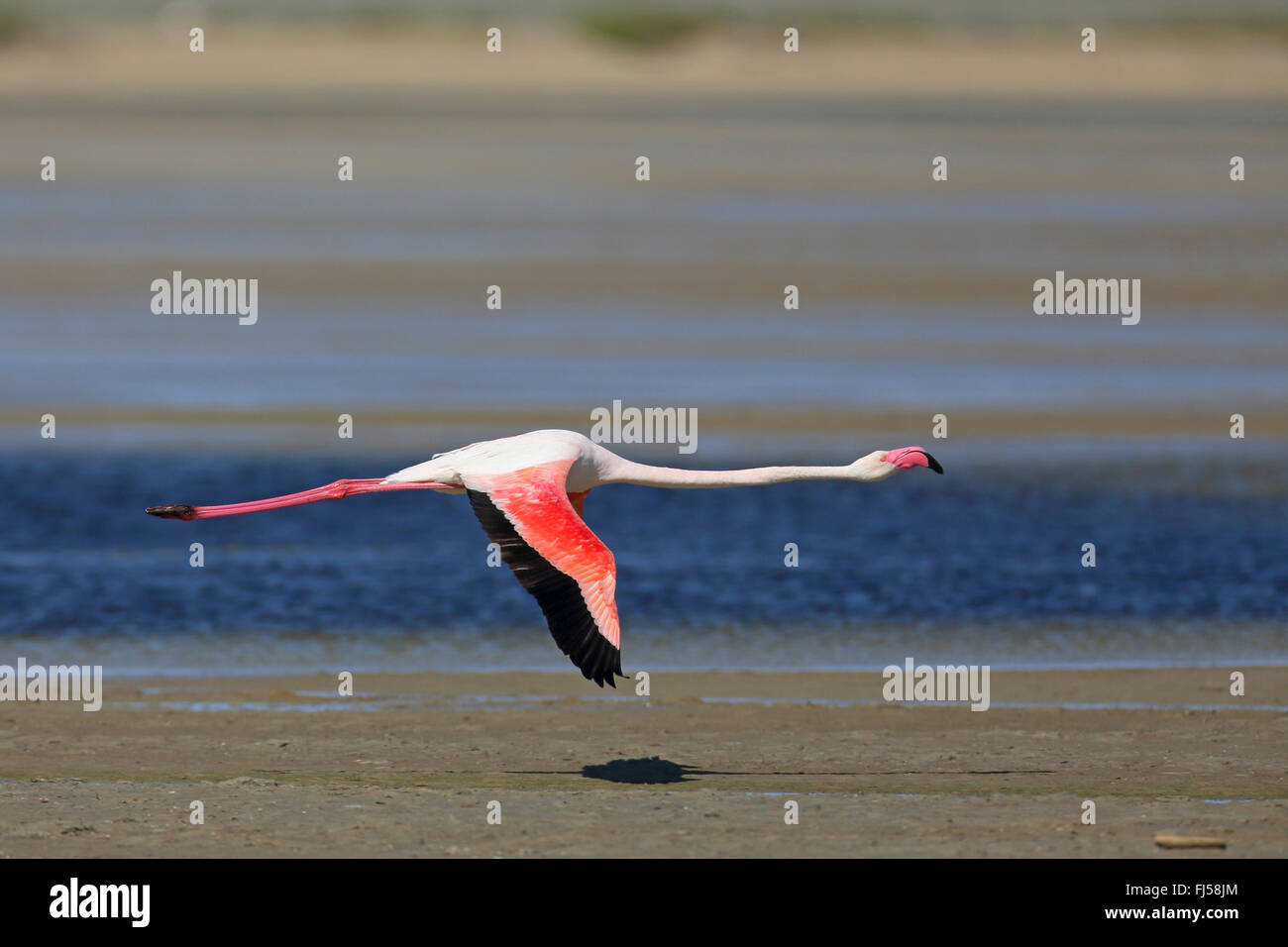 Rosaflamingo (Phoenicopterus Roseus, Phoenicopterus Ruber Roseus), fliegende Flamingo, Seitenansicht, Frankreich, Camargue Stockfoto