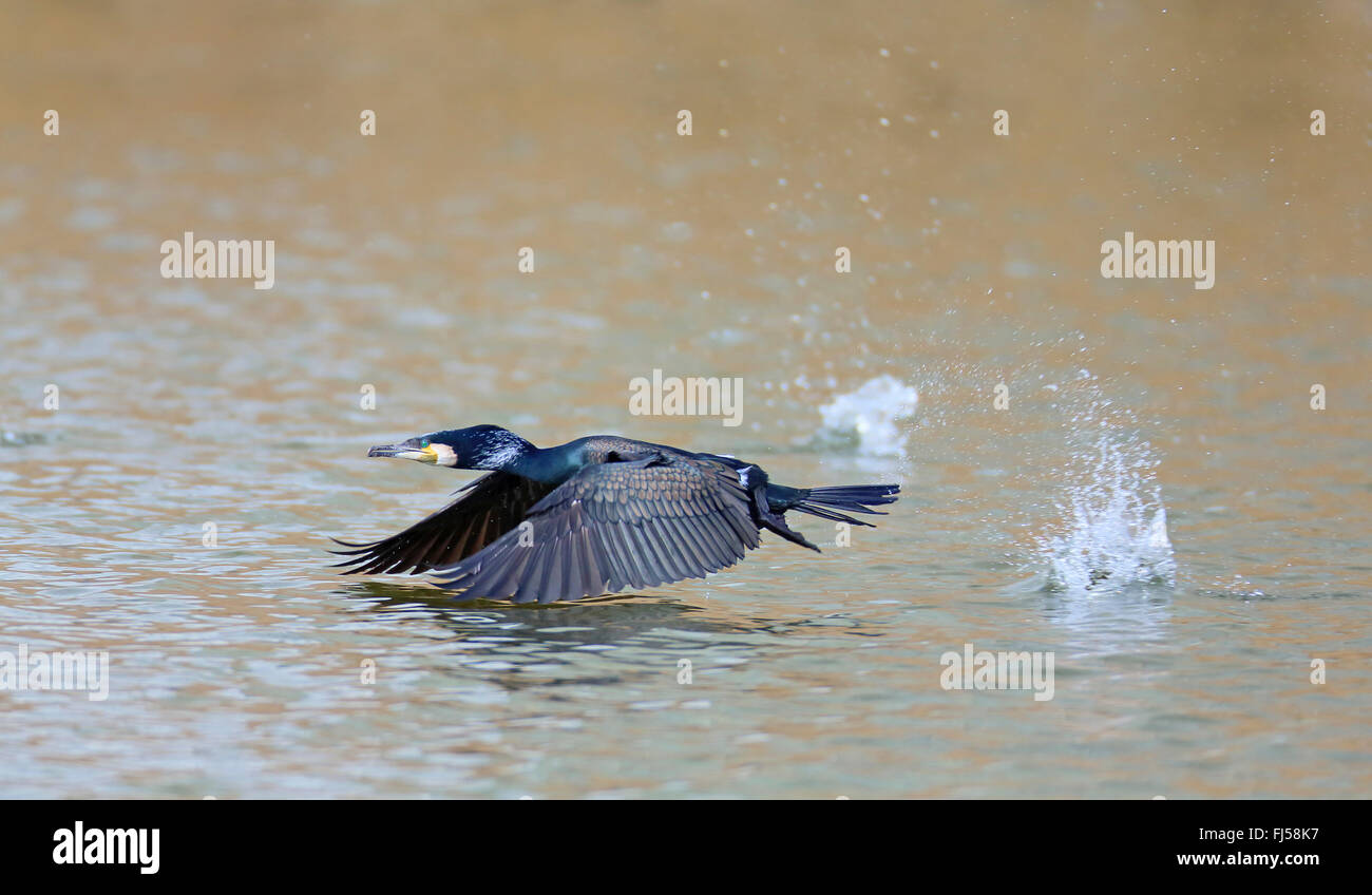 Chinesische Kormoran, große Kormorant (Phalacrocorax Carbo Sinensis, Phalacrocorax Sinensis), ausgehend von dem Wasser, Seitenansicht, Niederlande, Makkum Stockfoto