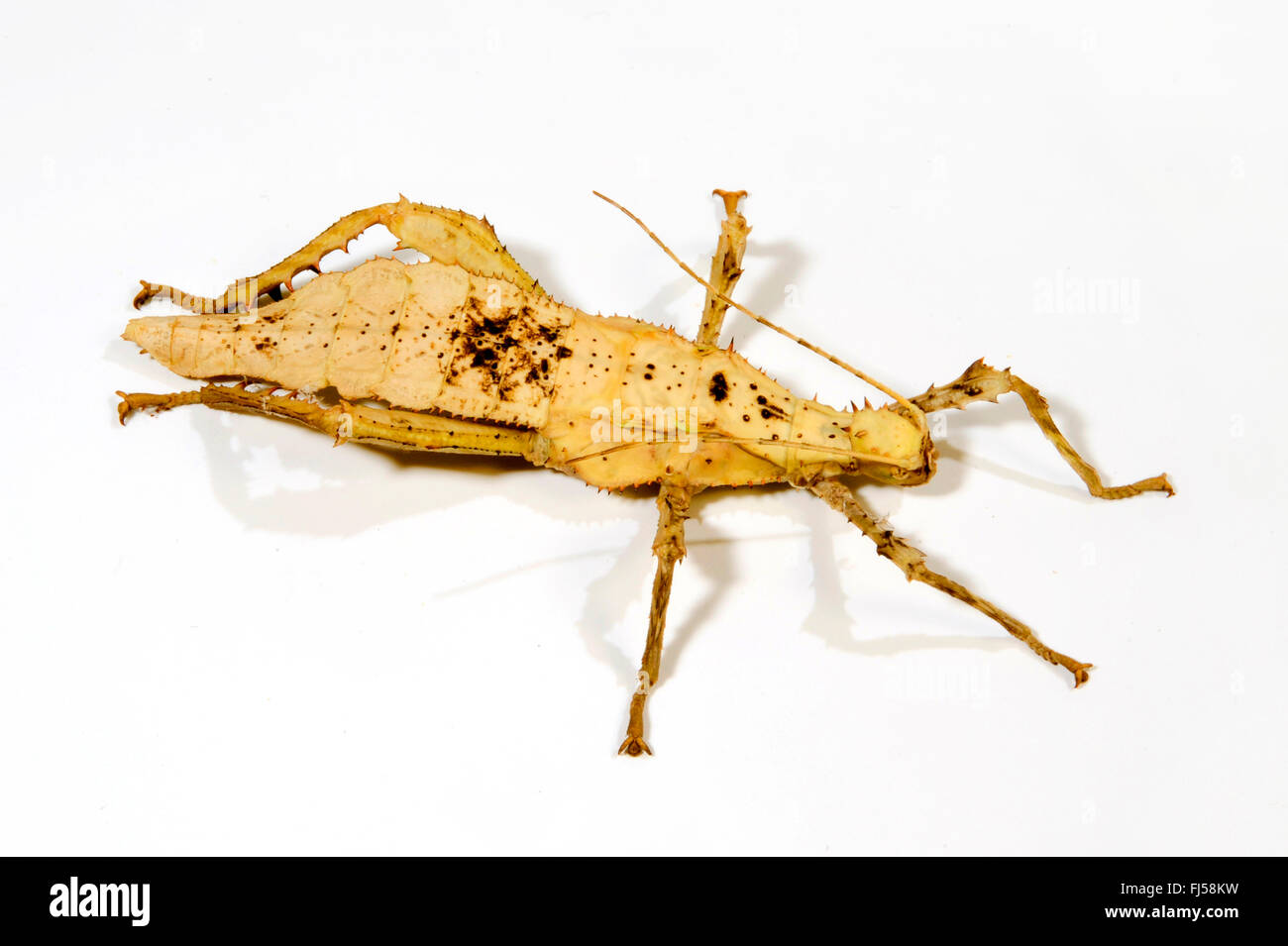 Dschungel-Nymphe, malaysische Stabheuschrecke, malaiischen Dschungel Nymphe, malaiische Waldnymphe (Heteropteryx Dilatata), Ausschnitt Stockfoto