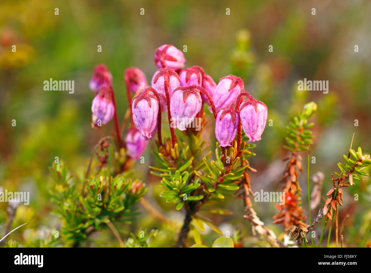 blaue Blüte, Schweden, Gaellivare, Dundret, Heide, Blauer Berg-Heide (Phyllodoce Caerulea) Stockfoto