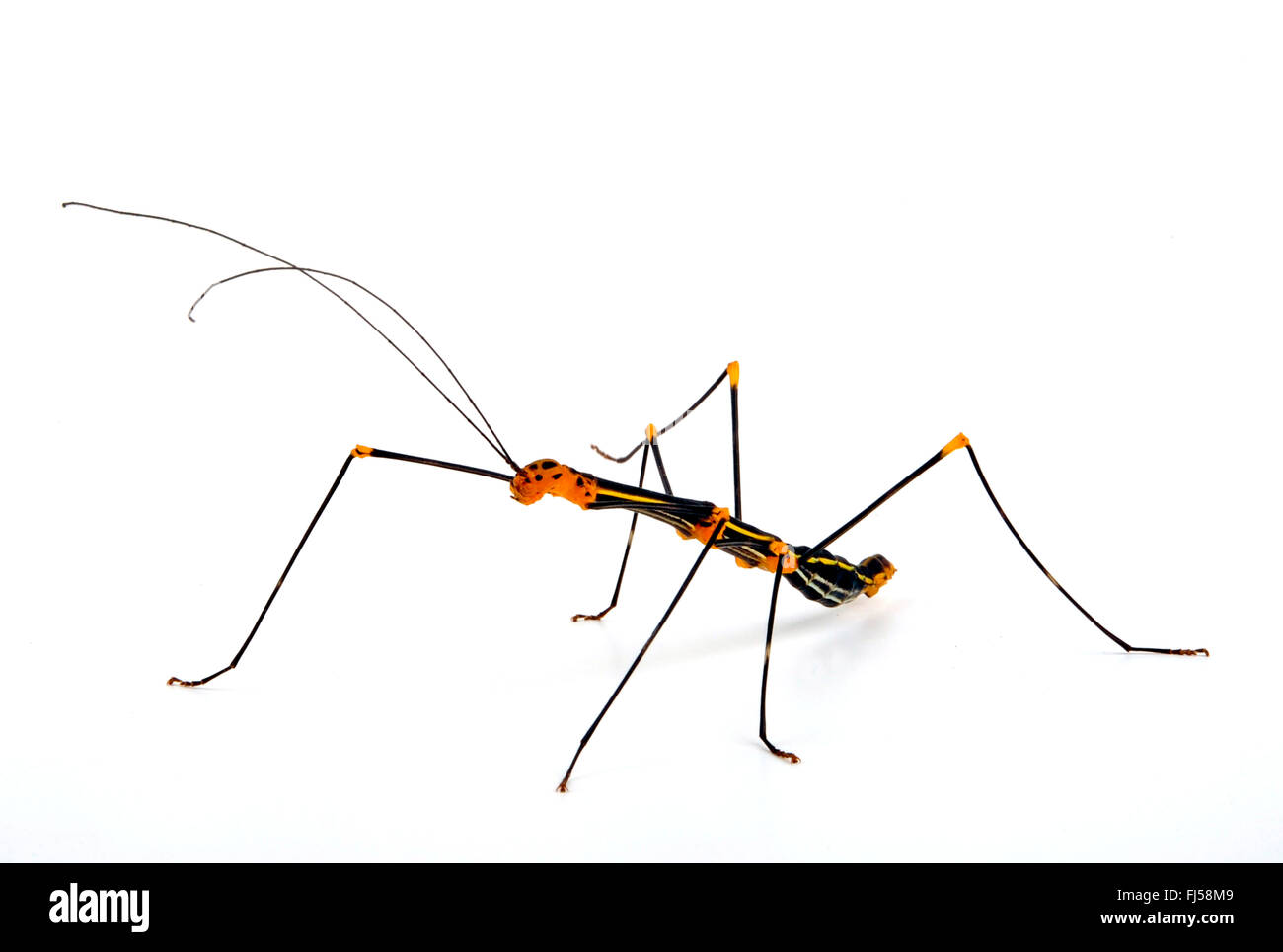 Stick-Bug (Oreophoetes Peruana), Ausschnitt, Peru Stockfoto