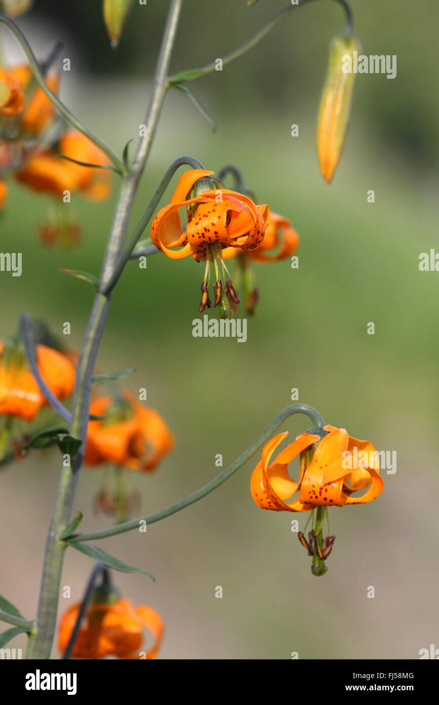 Columbia Lilie, Blüte, Kanada, British Columbia, Vancouver Island, Oregon Lilie, Tiger-Lilie (Lilium Columbianum) Stockfoto
