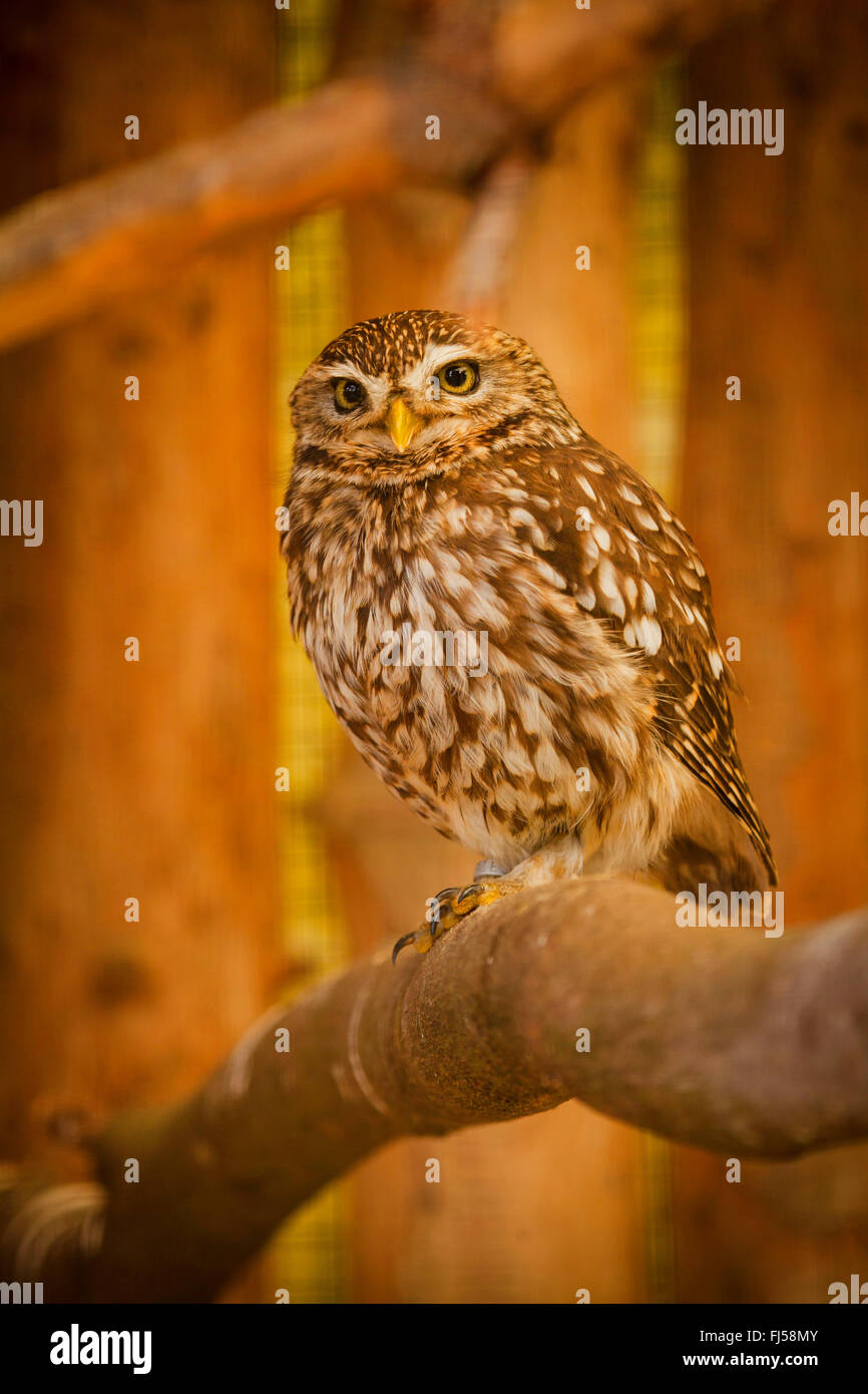 Steinkauz (Athene Noctua), auf Ast, Porträt Stockfoto