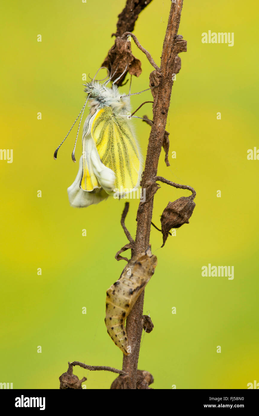 Grün-veined weiß, Green White (Pieris Napi, Artogeia Napi), nur geädert geschlüpft mit Exuvia, Deutschland, Rheinland-Pfalz Stockfoto