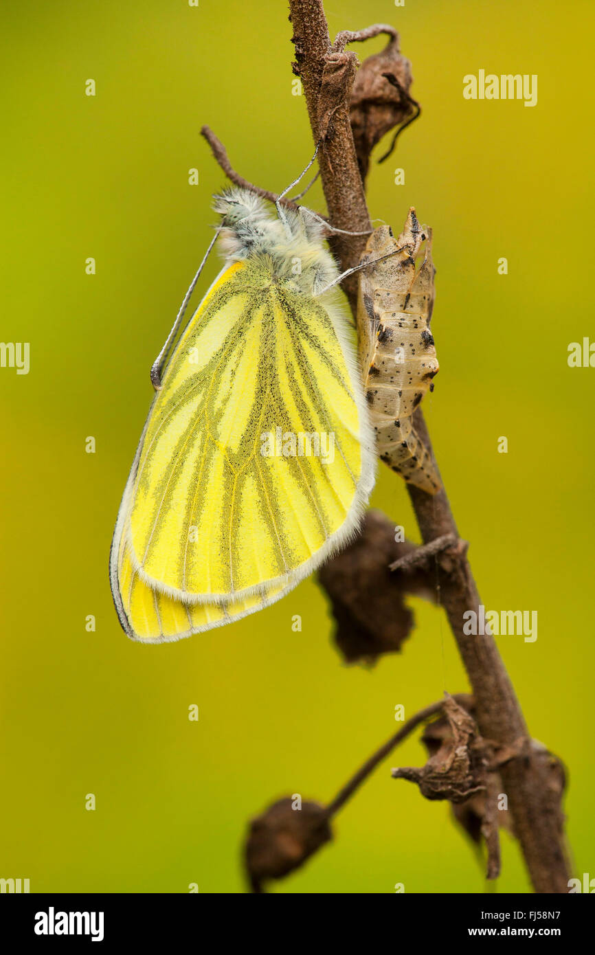 Grün-veined weiß, Green White (Pieris Napi, Artogeia Napi), nur geädert geschlüpft mit Exuvia, Deutschland, Rheinland-Pfalz Stockfoto
