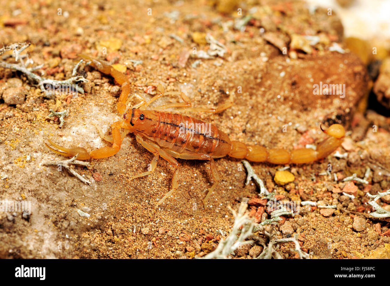 Pygmee dick-tailed Skorpion (Uroplectes Carinatus), afrikanische Skorpion Stockfoto