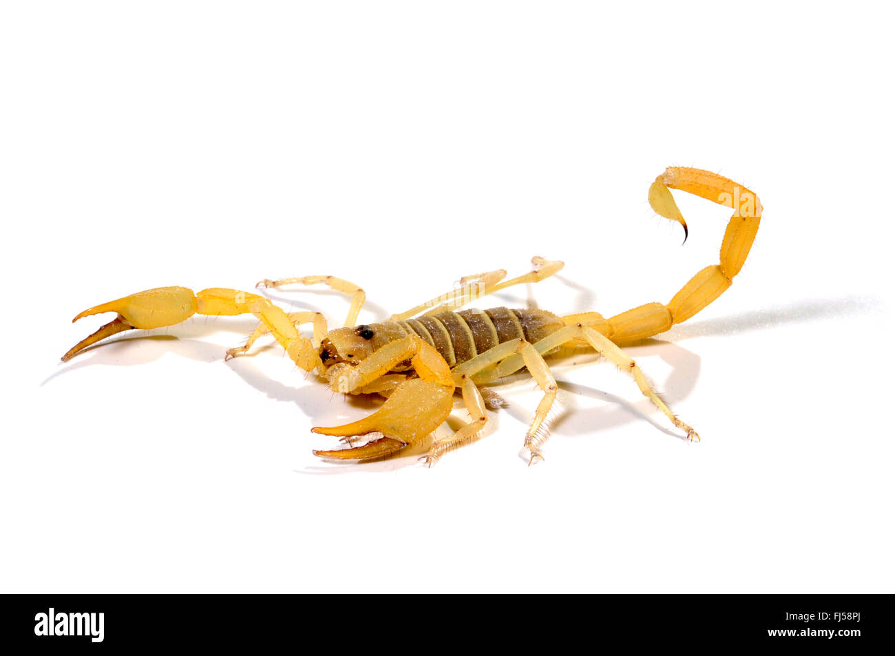 Düne Skorpion (Smeringurus Mesaensis), nordamerikanischen Skorpion, Ausschnitt Stockfoto