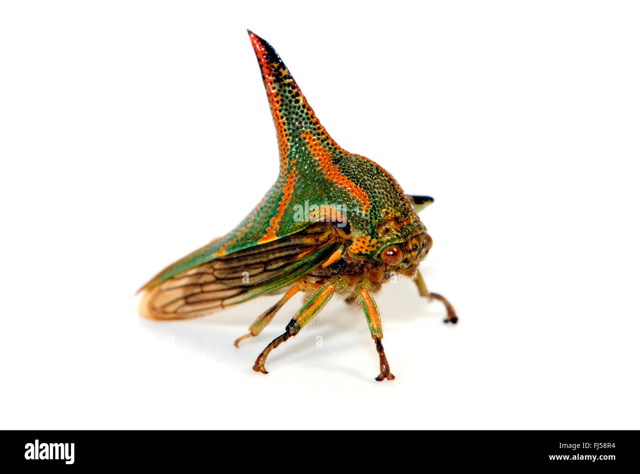 gehörnten Treehopper, Dorn-Fehler (Umbonia Crassicornis), männliche gehörnten Treehopper imitiert einen Dorn Stockfoto
