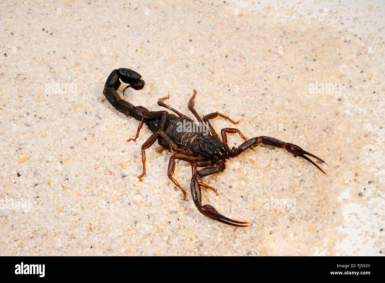 Skorpion (Rhopalurus Pintoi), aus Lateinamerika Stockfoto