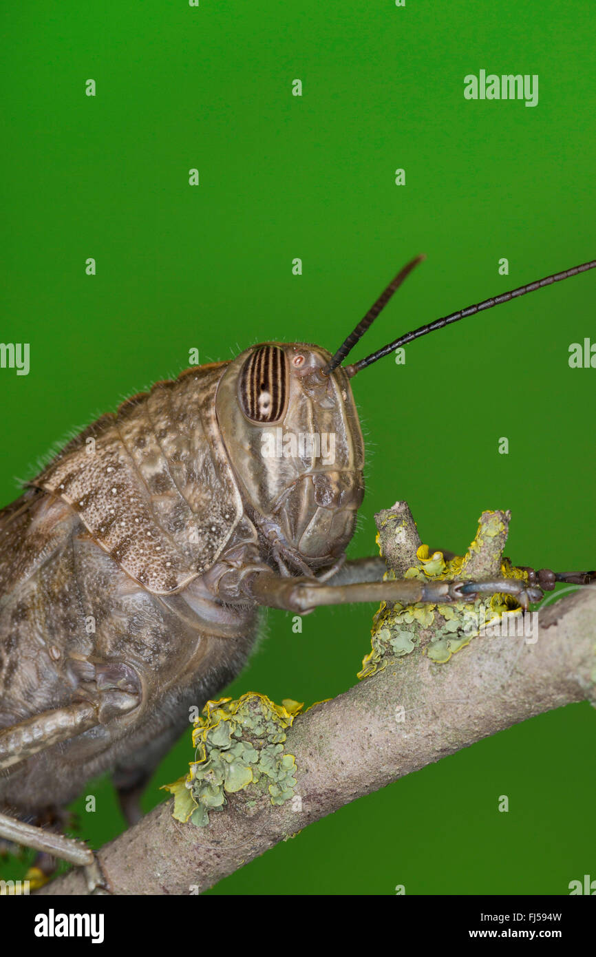 Ägyptische Heuschrecke, ägyptische Locust (Anacridium Aegyptium, Anacridium Aegypticum), Porträt Stockfoto