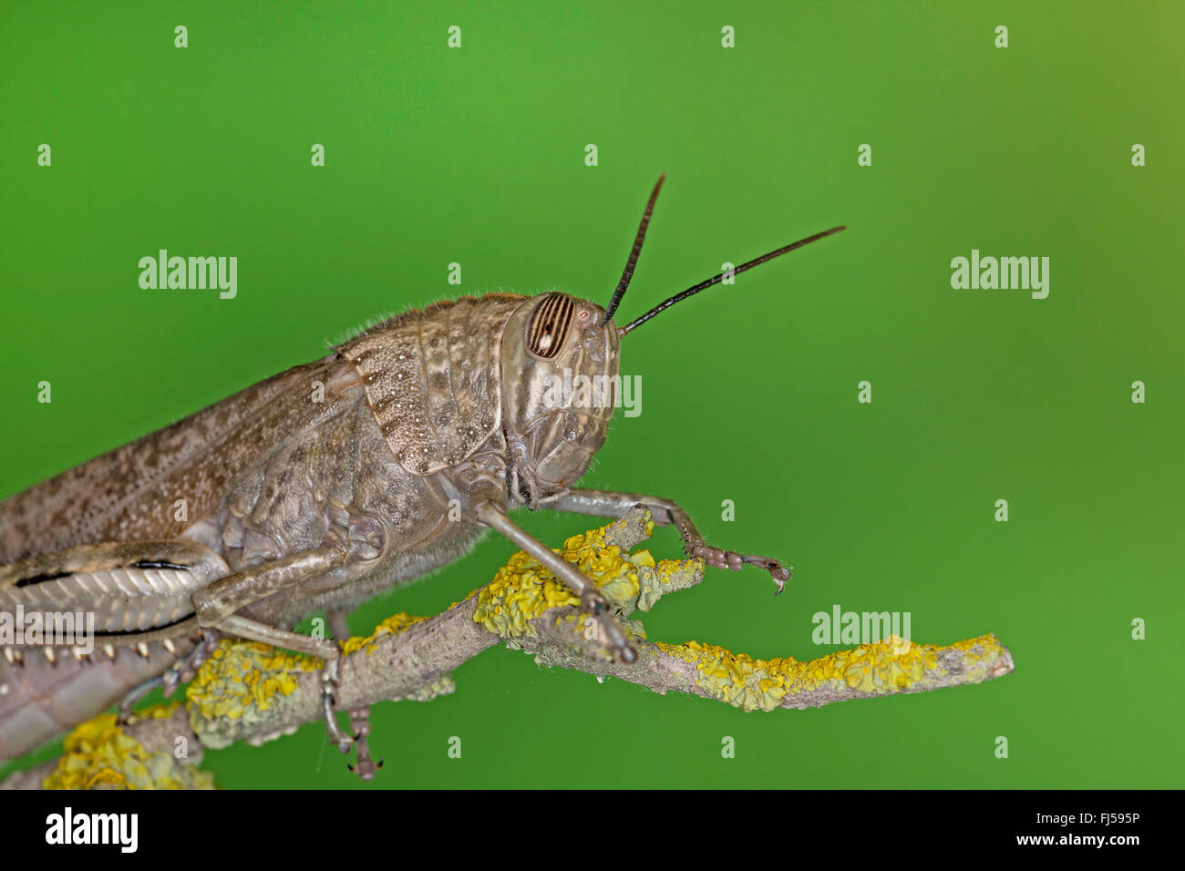 Ägyptische Heuschrecke, ägyptische Locust (Anacridium Aegyptium, Anacridium Aegypticum), Porträt Stockfoto