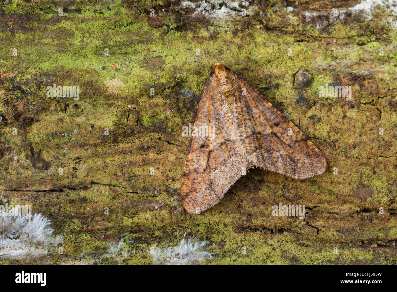 Farbe umbra -Fotos und -Bildmaterial in hoher Auflösung – Alamy