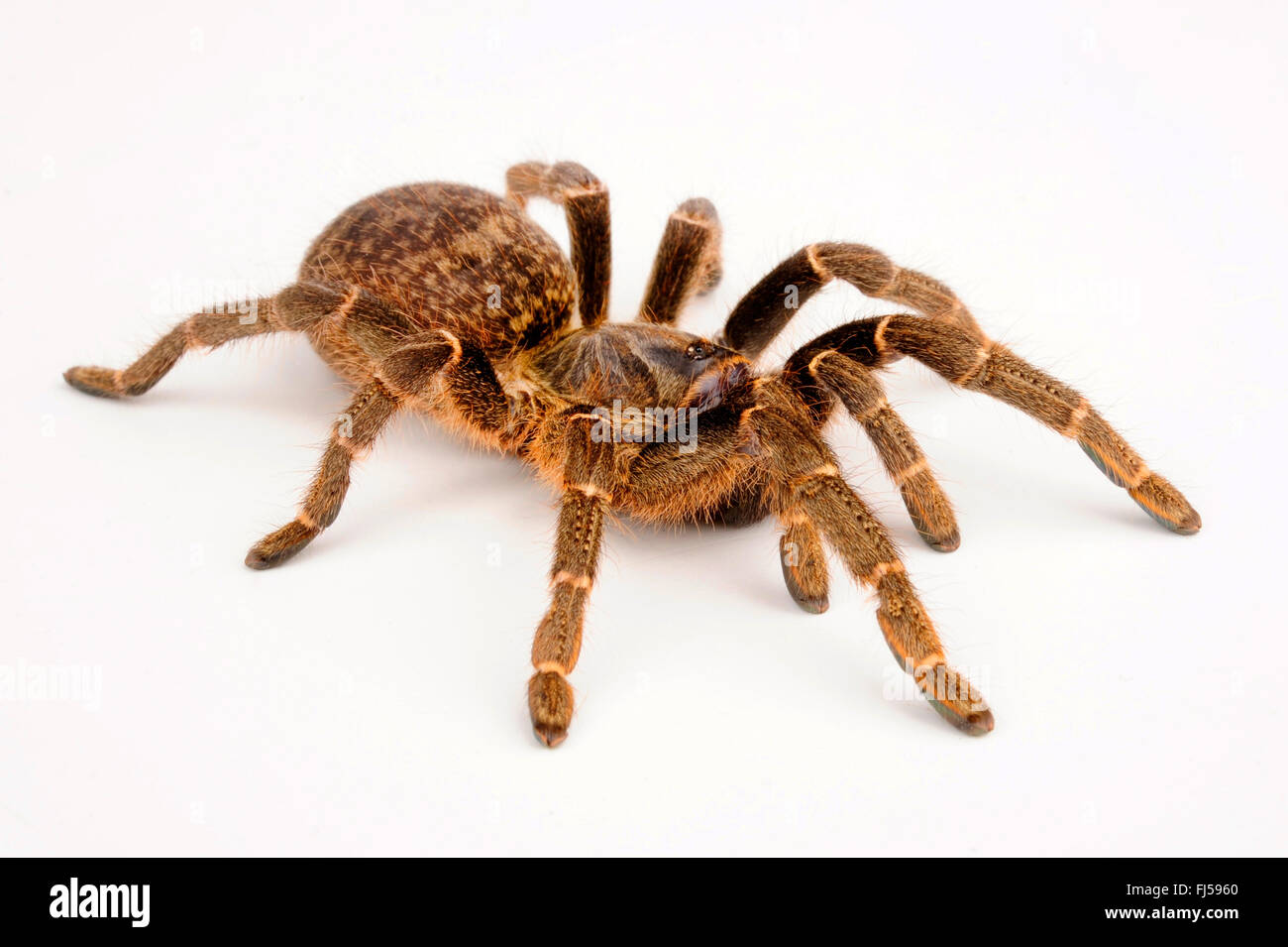 Killimanjaro Senf Pavian Spinne (Pterinochilus Chordatus), Ausschnitt Stockfoto