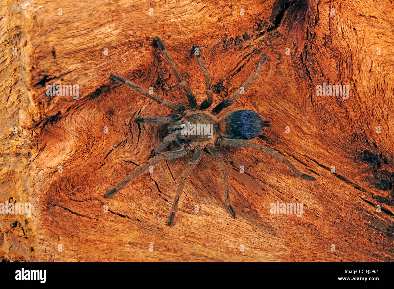 Tarantel (Pseudhapalopus spec.), Spiderling, Kolumbien Stockfoto