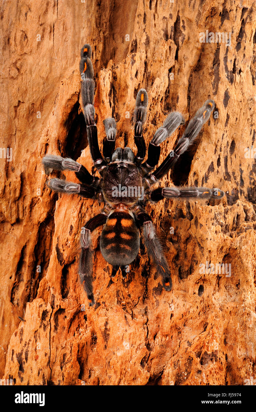 Venezolanische Suntiger, venezolanische Sun Tiger (Psalmopoeus Irminia), sitzt auf Rinde, Venezuela Stockfoto