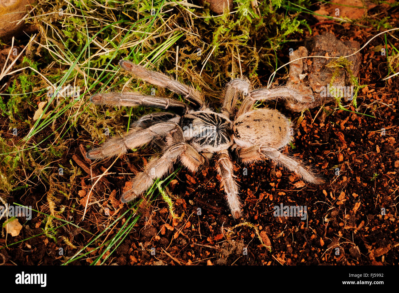 Goldene Pavian, Tatanula, Mosambik Gold Pavian (Augacephalus Ezendami), im Terrarium, Südafrika Stockfoto