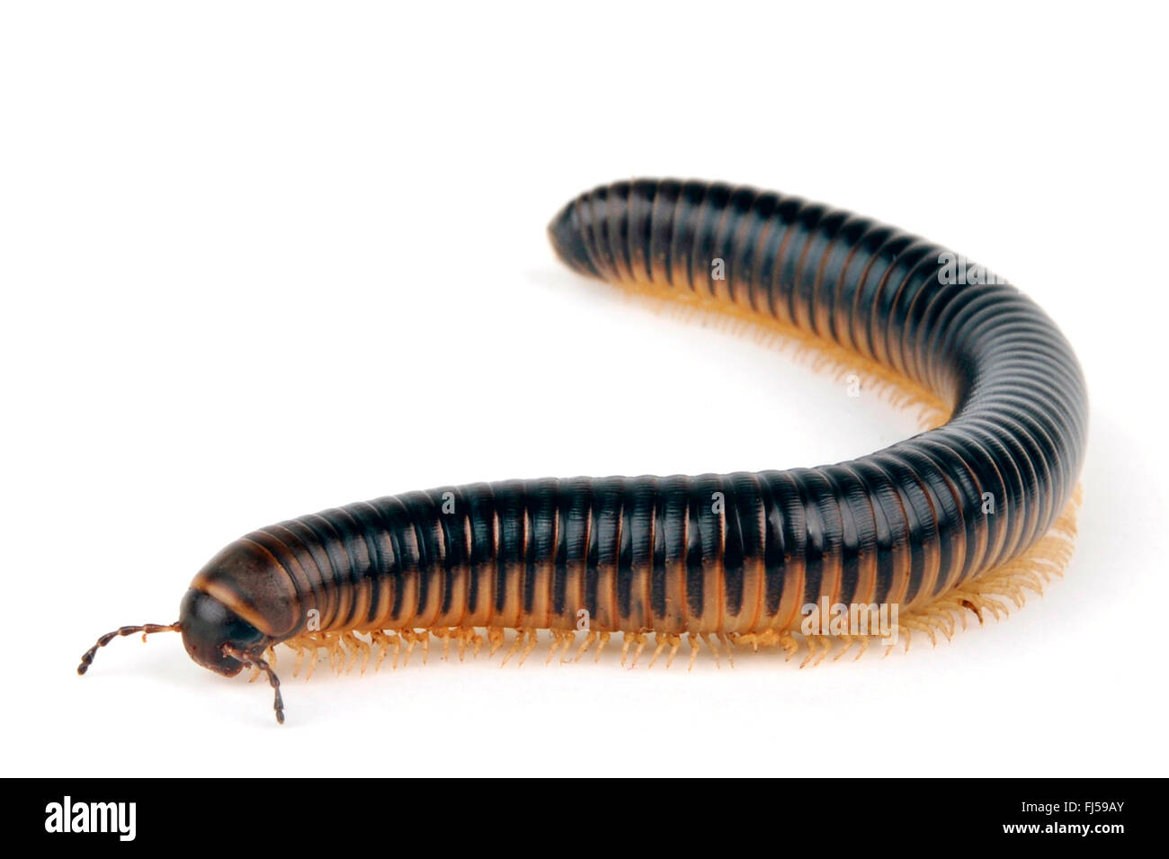 Millepede (Pachyiulus Flavipes, Pachyiulus Varius), Ausschnitt, Griechenland, Peloponnes Stockfoto