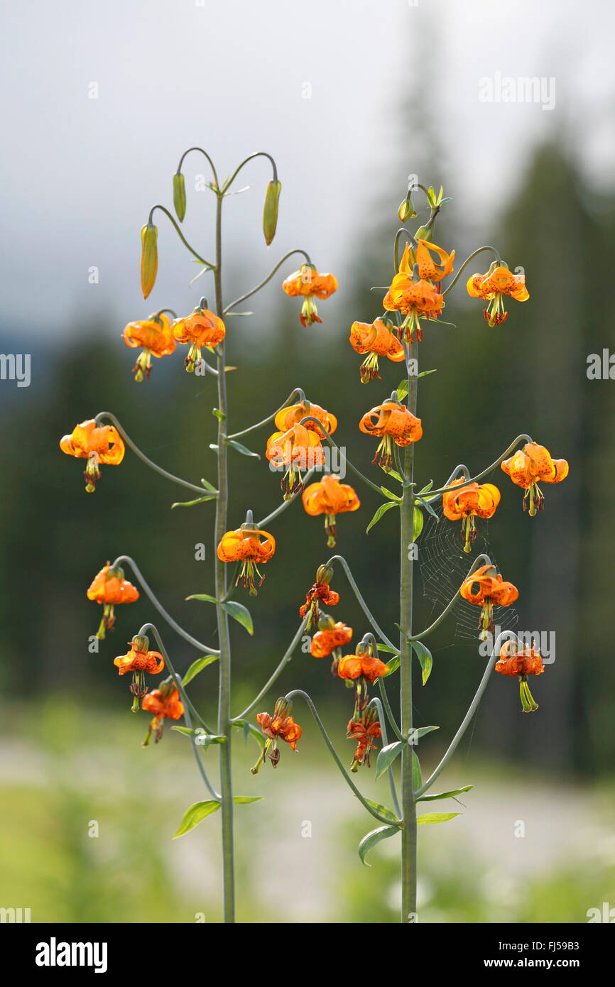 Blütenstände, Kanada, British Columbia, Vancouver Island, Oregon Lilie, Columbia Lilie und Tiger-Lilie (Lilium Columbianum) Stockfoto